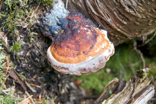 High Angle Shot Tinder Fungus Tree Trunk — Stok fotoğraf