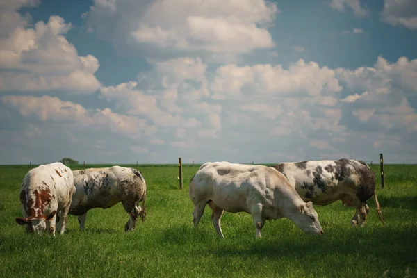 Una Manada Vacas Pastando Hierba Día Nublado —  Fotos de Stock