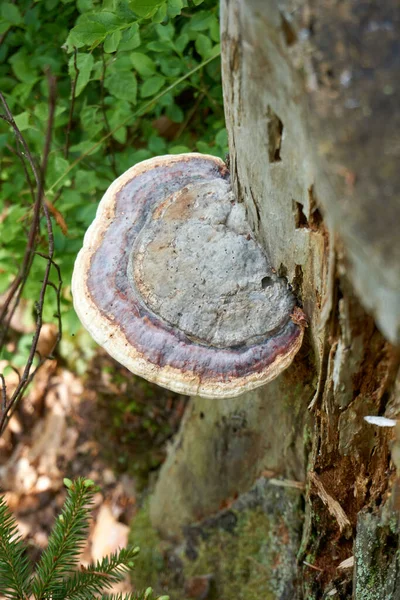 幹に垂直方向の細い真菌のショット — ストック写真