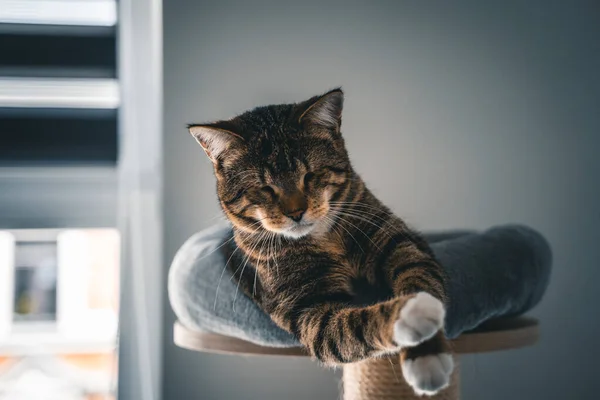 Tabby Blinde Kat Zonder Ogen Zittend Een Kattenboom Een Appartement — Stockfoto