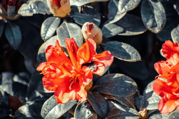 Selective Focus Shot Orange Azalea Rhododendrons — Stock Photo, Image