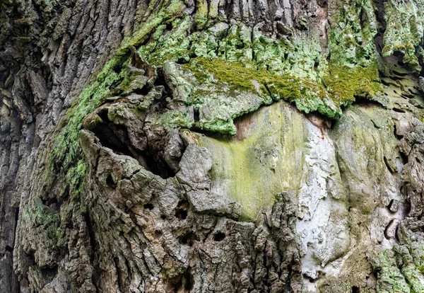 Primo Piano Albero Ricoperto Muschio Verde — Foto Stock