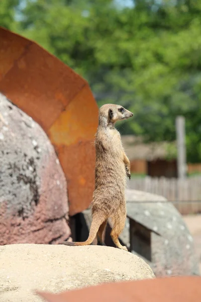 動物園の岩の上に立っ警戒Meerkatの垂直ショット — ストック写真