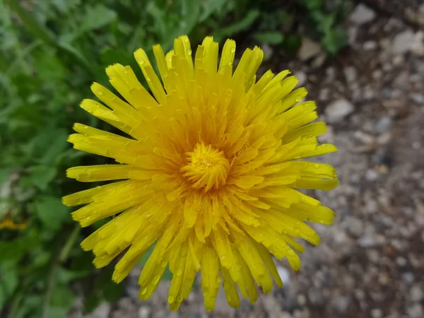 Closeup Visning Gul Blomst Dyrket Park Europa - Stock-foto