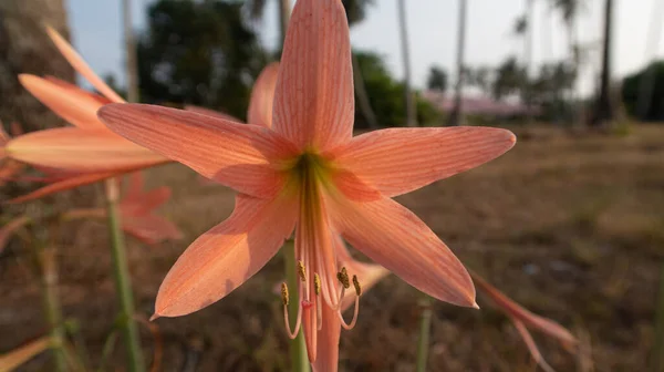 Enfoque Selectivo Flor Amarilis Rosa Completamente Florecida Campo — Foto de Stock