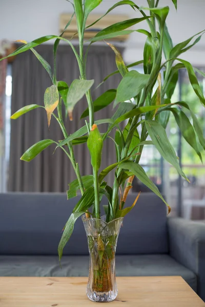 Vertical Shot Lucky Bamboo Plants Glass Vase — Stok Foto
