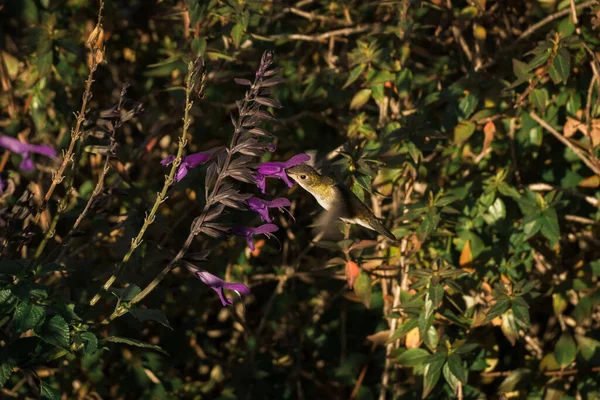 Söt Gul Kolibri Flyger Nära Trädgården Blommor Och Växter Vid — Stockfoto