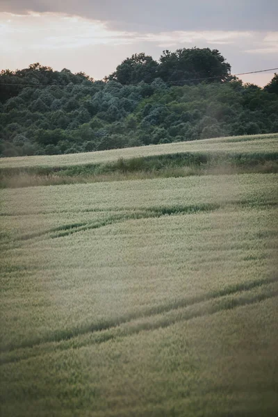 乡间一片绿地 — 图库照片