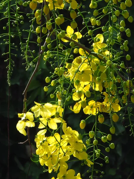 Een Verticaal Shot Van Golden Shower Tree Gele Bloemen Donkere — Stockfoto