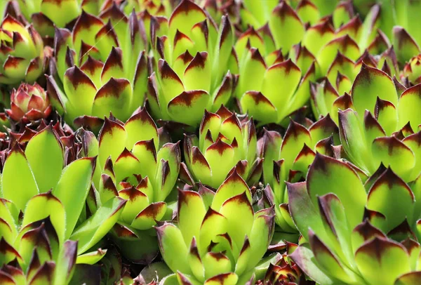 선택적 집게벌레 Sempervivum 식물의 — 스톡 사진