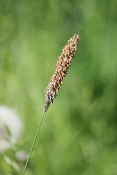 Foco Suave Inflorescencia Seca Campo Verano — Foto de Stock