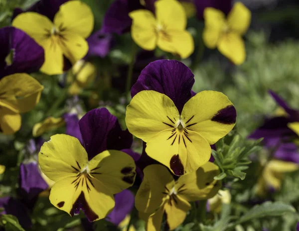 Violet Yellow Pansy Garden — Stock Photo, Image
