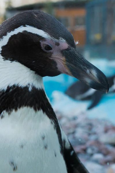 Пингвин Крупным Планом Размытым Фоном — стоковое фото