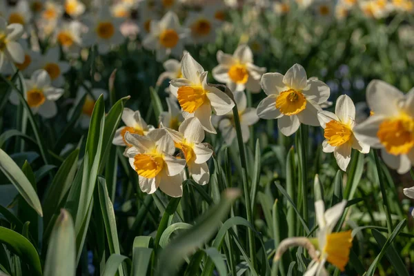 Selektiv Fokusbild Narcisser Trädgård — Stockfoto