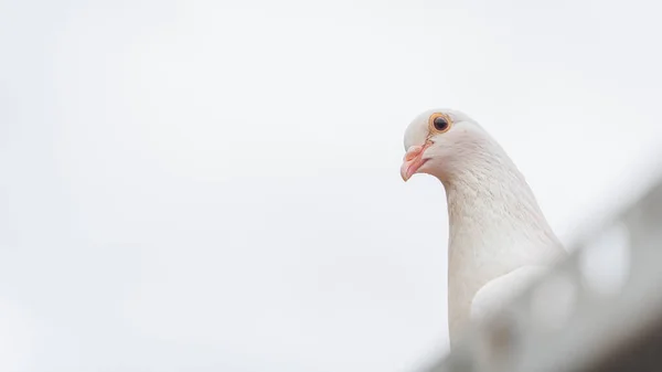 Nízký Pohled Zblízka Bílého Ptáka Stojícího Střeše Budovy — Stock fotografie