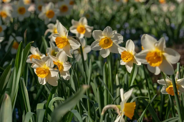 Selektiv Fokusbild Narcisser Trädgård — Stockfoto