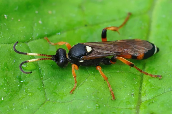 Primo Piano Una Femmina Una Vespa Ichneumonide Piuttosto Colorata Ichneumon — Foto Stock