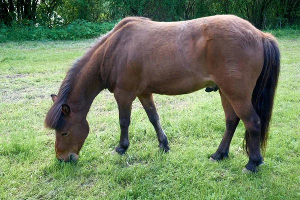 一只棕色的马在田野里吃草的特写镜头 — 图库照片