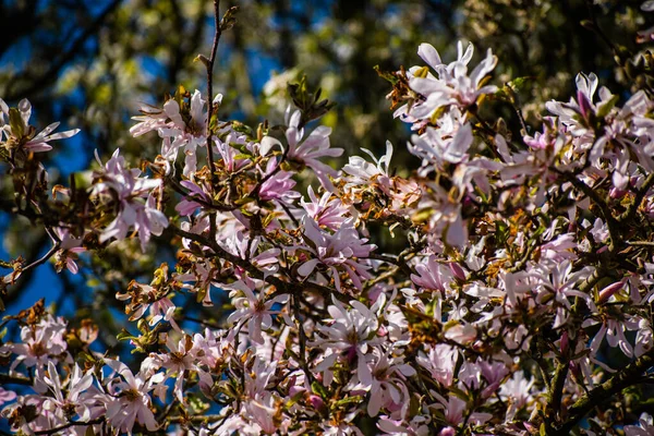Une Mise Point Sélective Fleurs Étoiles Magnolia — Photo