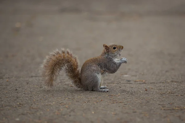 Side View Fluffy Squirrel Sitting Ground — Stock Photo, Image