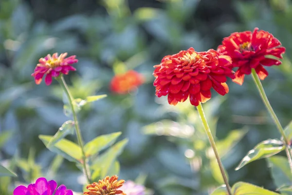 Rode Zinnia Bloemen Een Tuin — Stockfoto