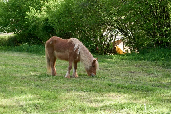 Beautiful Brown Horse Eating Grass Meadow — Stok fotoğraf