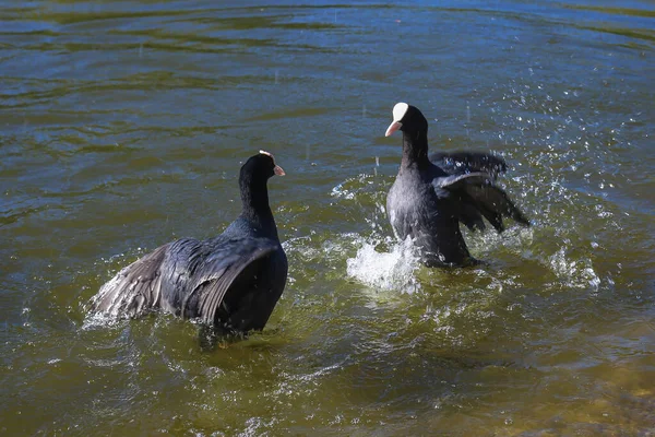 Par Idiotas Comunes Peleando Agua — Foto de Stock