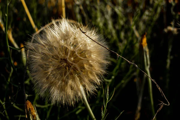 White Dandelion Field — Stock Photo, Image