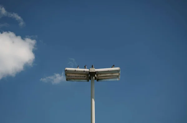 Enfoque Selectivo Las Aves Posadas Las Luces Calle — Foto de Stock