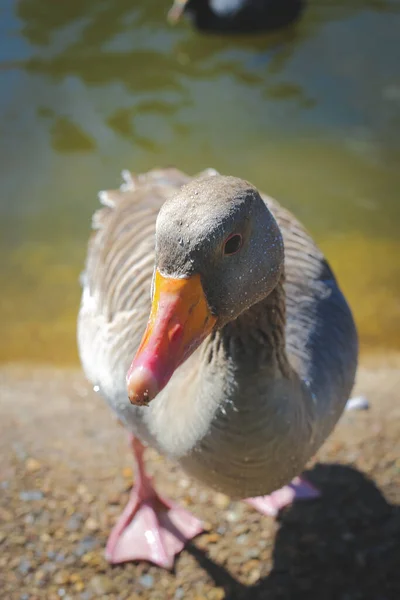 Closeup Funny Gray Goose Resting Pond — Stock Photo, Image