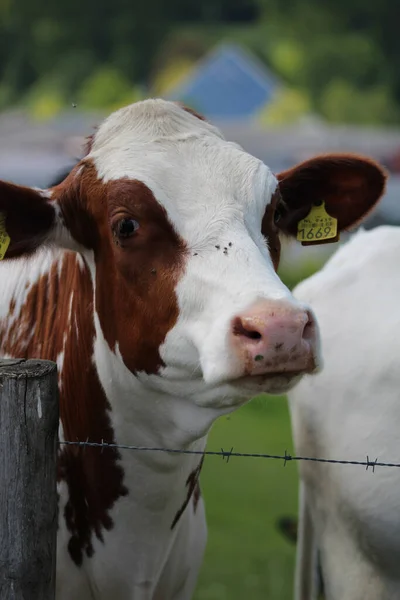 Pionowe Ujęcie Krowy Brązowymi Plamami Drucianym Ogrodzeniem — Zdjęcie stockowe