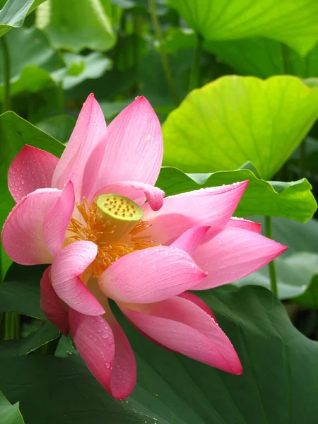 Uma Flor Lótus Florescendo Lagoa — Fotografia de Stock