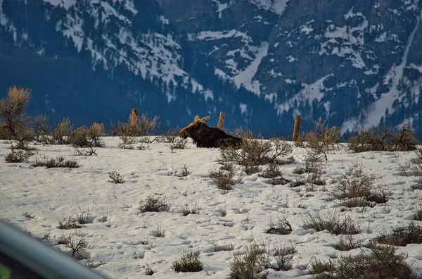 Wapiti Assis Dans Neige Dans Parc National Grand Teton Wyoming — Photo