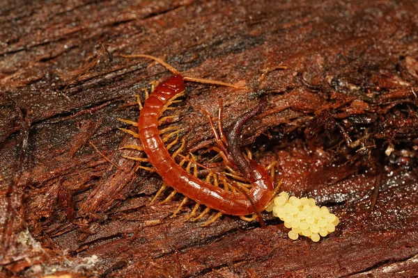 Primer Plano Ciempiés Fuego Occidental Scolopocryptops Gracilis Dentro Corteza Secuoya — Foto de Stock