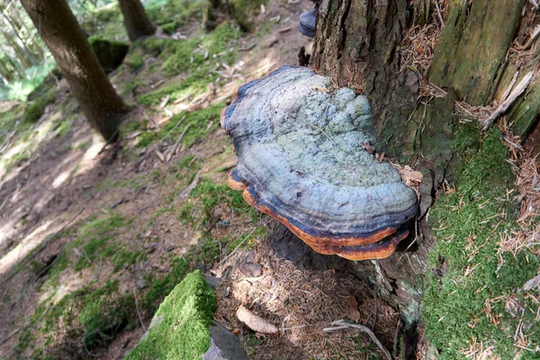 High Angle Shot Hoof Fungus Tree Forest — Stok fotoğraf