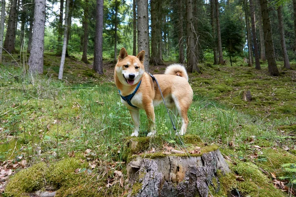 Shiba Inu Marrón Con Arnés Pie Sobre Tocón Árbol Bosque —  Fotos de Stock