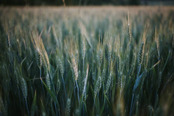 Wheat Field Countryside —  Fotos de Stock