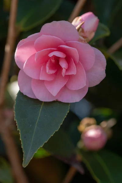Pionowe Ujęcie Różowej Kamelii — Zdjęcie stockowe