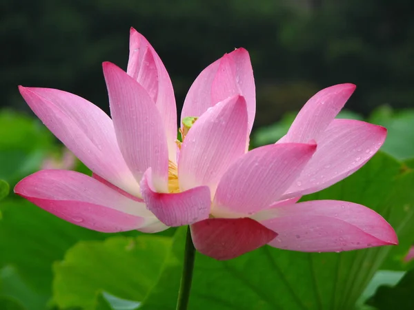 Eine Blühende Lotusblume Teich — Stockfoto