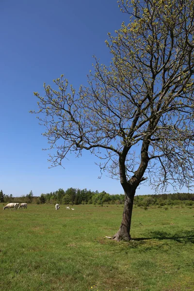 Disparo Vertical Árbol Prado Área Protegida Randboldal Dinamarca — Foto de Stock