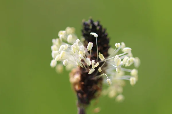 Foco Suave Flores Bananeira Ribwort Contra Fundo Embaçado Verde — Fotografia de Stock