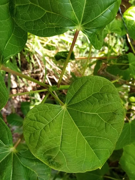 배경에 클로즈업 — 스톡 사진