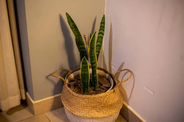 Una Hermosa Flor Sansevieria Maceta Esquina Casa — Foto de Stock