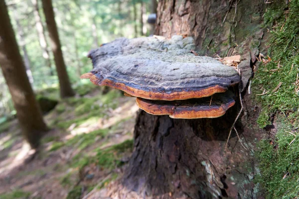 Eine Nahaufnahme Von Zunder Pilz Auf Einem Baumstamm — Stockfoto
