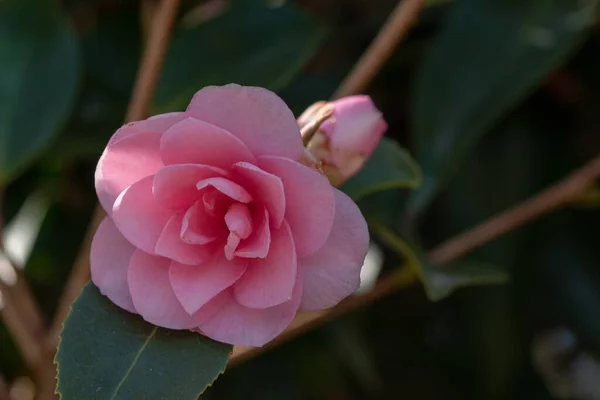 Pembe Kamelyanın Seçici Odak Noktası — Stok fotoğraf