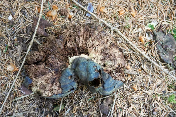 Top View Rotten Black Mushrooms Tree Trunk Forest — Stok fotoğraf