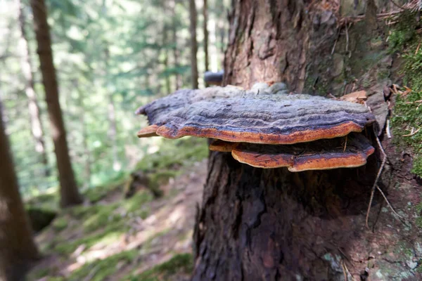 Eine Nahaufnahme Von Zunder Pilz Auf Einem Baumstamm — Stockfoto