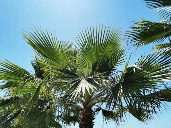 Palmy Krásného Letního Dne Almerie Středozemní Moře Španělsko — Stock fotografie