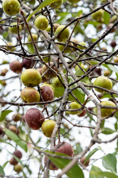 一棵生长在树上的湿苹果的垂直特写 — 图库照片