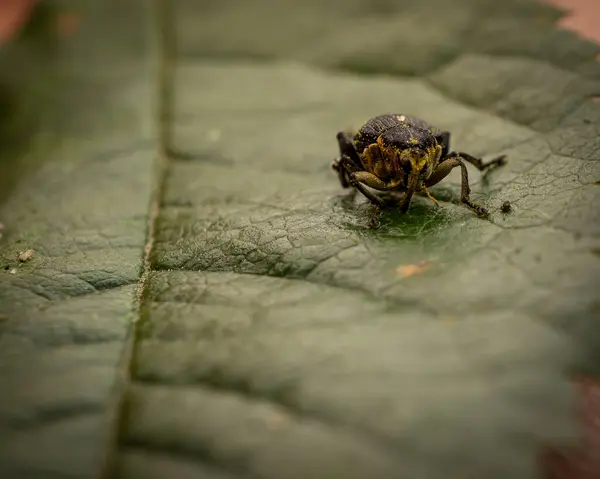 Gros Plan Scarabée Noir Sur Une Feuille Plante — Photo